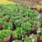 Tavoľník japonský (Spiraea Japonica) ´LITTLE PRINCESS´ - výška 15-25 cm, kont. C2L